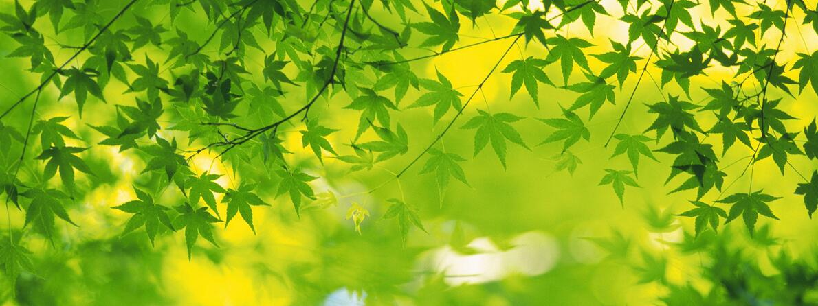 2560x1600_GreenLeafs_66 2560x1600_GreenLeafs_66